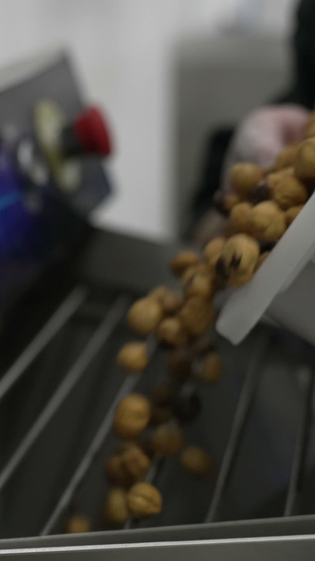 Whole hazelnuts before roasting